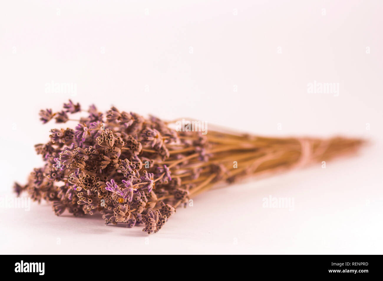 Getrocknete Lavendelblüten auf einem weißen Hintergrund. Stockfoto