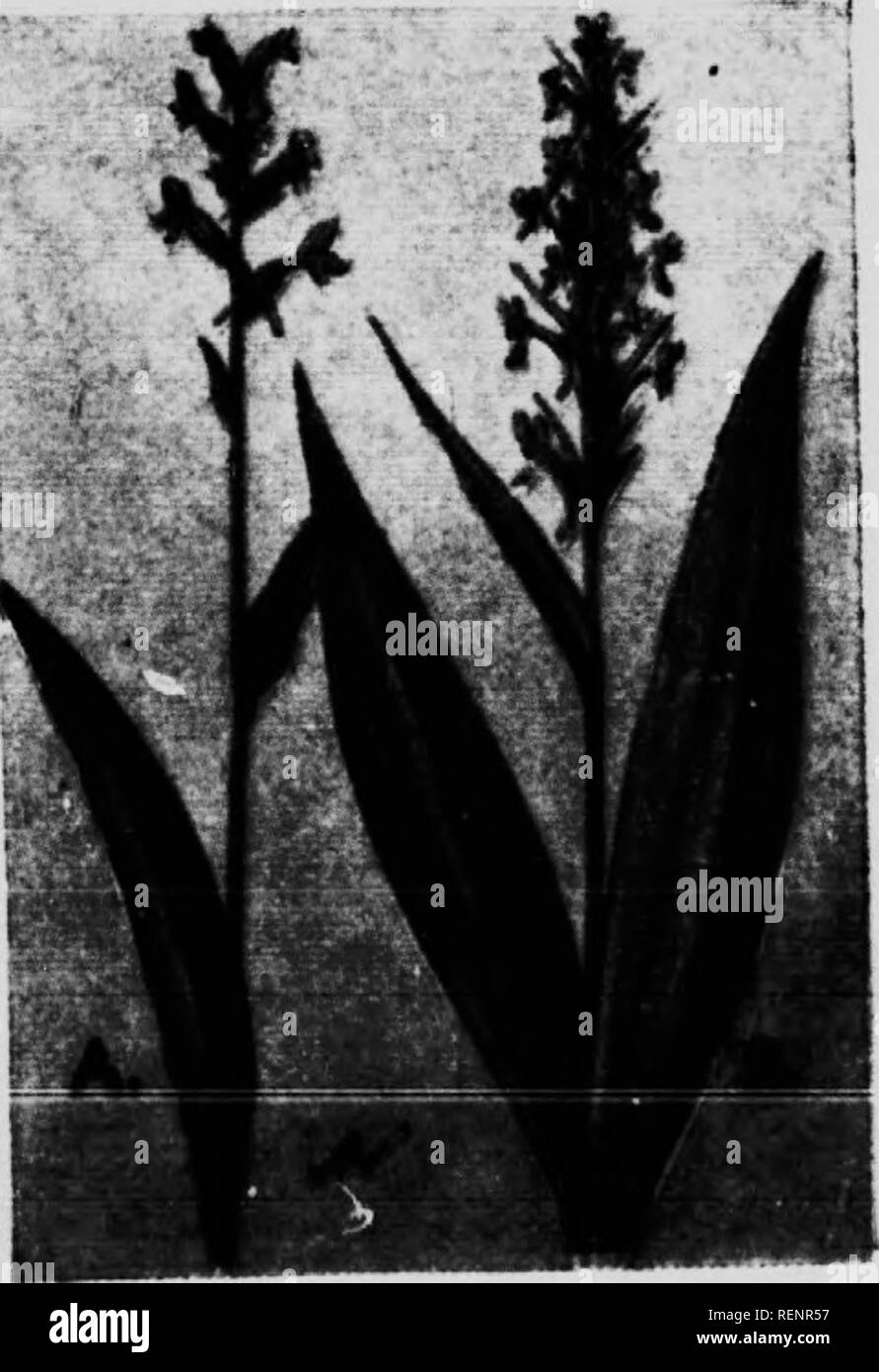 . Blume [microform]: Wilde Blumen östlich der Rocky Mountains. Blumen; Fleurs; Botanique; Botanik. (A) Grken-Y&lt; m) D Orchis Lias (Hahcmria clanUaln) von tlirw zu 16 iiiociiisiiiciious greenisli tloweis in einem Loos * "Spike an der Spitze eines aus 0 bis 18 in. liigh; Lippe länglich und mit drei Zähne: langer Sporn, schlank und nach oben gebogen und zu &Lt;mich Seite. Ein oder zwei länglich-laneeolate Blätter mit stumpfen Spitzen, die cli-p die Stammzellen in der Nähe der wichtigsten Gesprächspartner während mehrere kleine Hüllblätter alternative zusammen. Wächst in den Sümpfen von Neufundland zu Minn. Ein &Lt;l Süd-Stationen. nT?) Grün - FBIXOF. D Orciiis {Unhcn Stockfoto