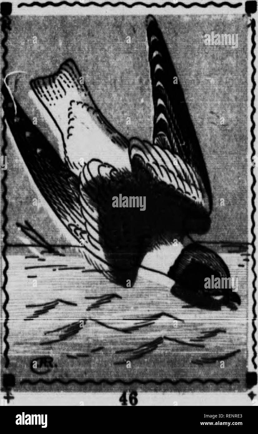 . Vogel [microform]. Wasservögel; Vögel; Gibier d'eau; Oiseaux. SABINE GULL. 62. Xema sabinei. 14 In. Hohe sllghUy gegabelt; Bill klein und schwarz, mit gelb. Erwachsene im Sommer.-Kopf mit einem SLATY-graue Motorhaube, umrandet mit einem schwarzen Ring um den Hals; äußere Primärfarben Schwarz, mit weißen Spitzen und Kanten der Schulter Schwarz; Füße blticklsh; Auge Ring orange rot. Im Winter, ohne die Haube oder Kragen, aber der Kopf ist mit Grauen auf den Ohren und Nacken. Junge Vögel die meisten Fast sind semble der Bonaparte Gull, aber die Vorwahlen sind schwärzlich, und die hohen leicht abgespalten. Diese Art ist sehr Stockfoto