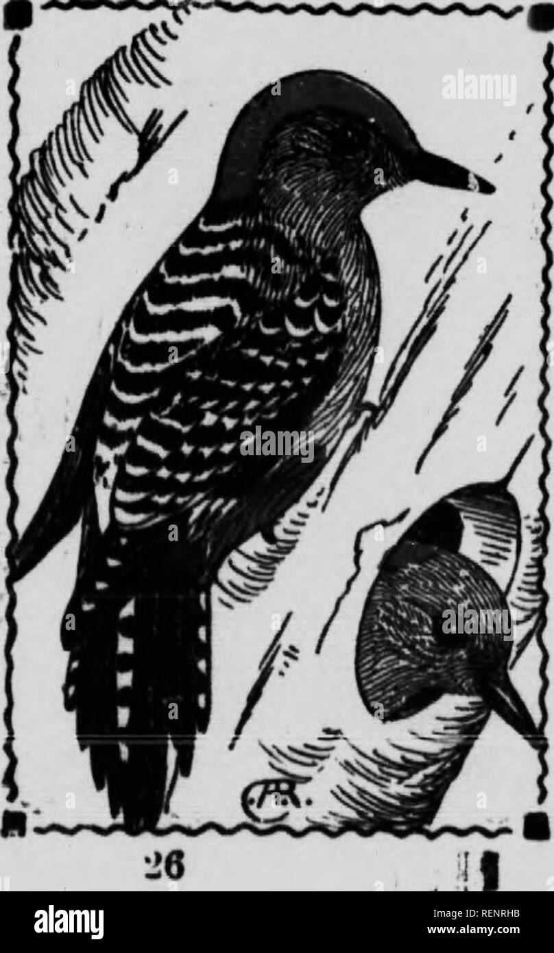 . Vogel [microform]. Wasservögel; Vögel; Gibier d'eau; Oiseaux. BED-BELLIED WOODPECKEB. 409. Centurus carolinus. 9} 4 Zoll Außengewinde mit ganzen oben auf Kopf und Nacken rot; Weibchen mit Stirn und hind Head Red aber Krone grau. Beide Geschlechter haben die Mitte der Bauch rötlich, und Rote Augen. Wie das Bett - Köpfe diese Vögel sind laut, aber Sie haben einige der schlechten Eigenschaften von den Anderen. Die regelmäßige Besidet Specht Tarif, erhalten Sie sehr viele Ameisen und Käfer aus dem Boden und Obst und Eicheln von den Bäumen. Sie sagte auch gern Orangensaft zu sein. In den meisten seiner Bandbreite ist es regarde Stockfoto