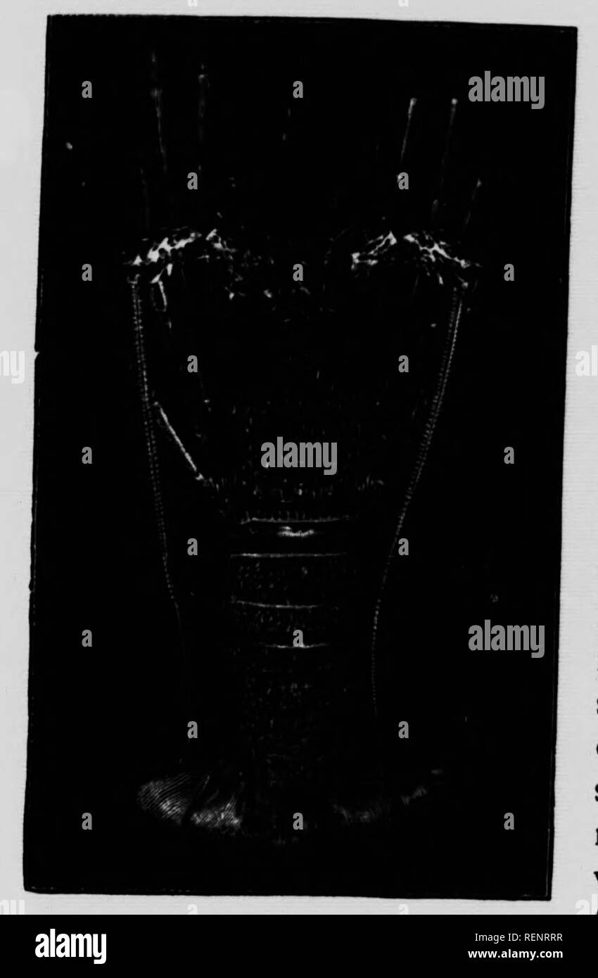 . In der Werkstatt der Natur [microform]. Sciences de la vie; Naturgeschichte; Biowissenschaften; Baron. 232 In der Natur des Workshop 1; t i Hummer ist ein Magnat der Ältesten bestellen. Meine Abbildung, Nr. 9, allerdings nicht dieses hidalgo von der Meere, aber ein Cousin von der Familie der etwas schlechteren rankâthe Langusten oder das Meer - crayfishâwho vereint in seinem eigenen l^ Neslihan bis zu einem gewissen Grad die Taktik der Schildkröte mit denen der Igel. Er ist halb Armadillo, halb Stachelschwein in seinem Modus der Verteidigung. Sein Körper ist gut von einem Stout wehrgehänge wie die der gemeinsamen Ger-lish l Stockfoto