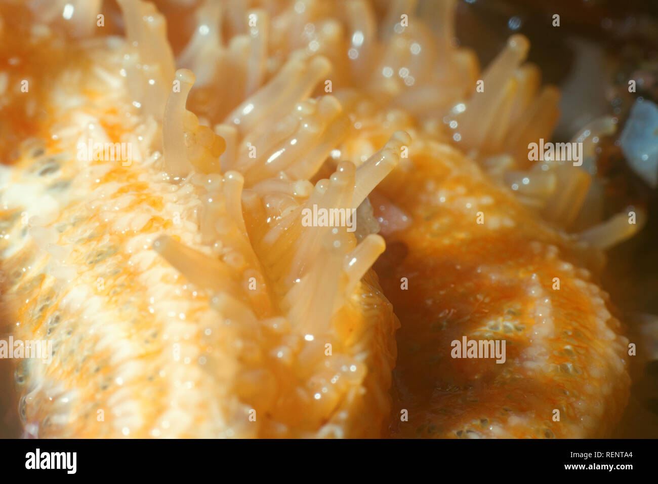Starfish ultra Makro Strahl hand mit Sauger. marine Tiere der Welt ocean mit einem großen Zoom Stockfoto