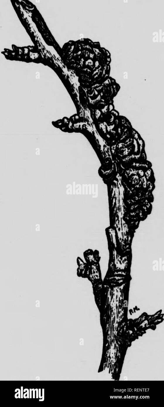 . Les principales Espò ¨ ces d'insectes nuisibles et de maladies vÃ©gÃ© Geschichten [microforme]. Nuisibles; Plantes Insectes; Schädlinge; Pflanzenkrankheiten. mÃ®&gt; l il 11 lii: -64 -^ peut Â" mcluÂ "de cet Â" posÃ © qu'n'y a Aucun moyen de hitter d ^Tom^ tcontoe Ces "uÂ"ni. qui P"Â" K "t Leur y^yt Tr^JÃ¯s^r^Â" aurait atteindre par dee pulvÃ©risaW^^^ à Cornes peuvent auÂ" trÃ¨s bien La remplir charBeÃ rJmÃL ¯ Ich^^^ à 1° S^^^^^^^7^^"]^^ ot Â ¥ Pkurightiamarbosa (Schw.) Sacc M ni^- S^Â®,^" Â®^Â°''^^^ 8^e Sous Le nom de "nS-S*t qm est produite par un Champignon, se Mani? ite sÃÃT "rechenelemente ceS^l'**^ et les pru Stockfoto