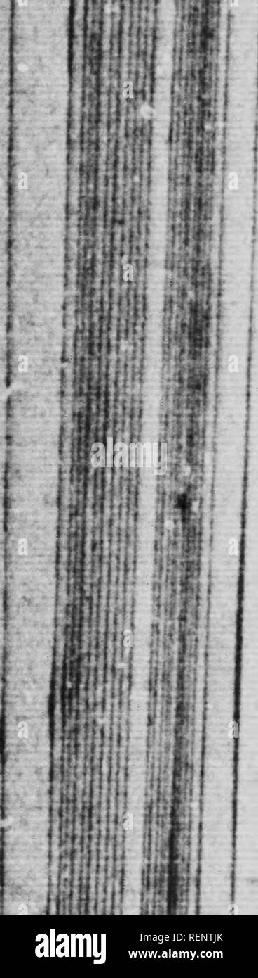 . Les principales espèces d'insectes nuisibles et de maladies végétales [microforme]. Nuisibles; Plantes Insectes; Schädlinge und Pflanzenkrankheiten. ? Ich "illj i i i,: "iît'." Ich: "''! '1' Ich m'ich. "T il H'f: - fiO-KE] MÈSjCX]^ UILLEou ein COQUILLE D'HUITRE (éoc Pouxd'. Bitte beachten Sie, dass diese Bilder sind von der gescannten Seite Bilder, die digital für die Lesbarkeit verbessert haben mögen - Färbung und Aussehen dieser Abbildungen können nicht perfekt dem Original ähneln. extrahiert. Huard, V.-A. (Victor-Alphonse), 1853-1929; Québec (Provinz). Ministère de l'agriculture. [Quebec]: ministere de Stockfoto