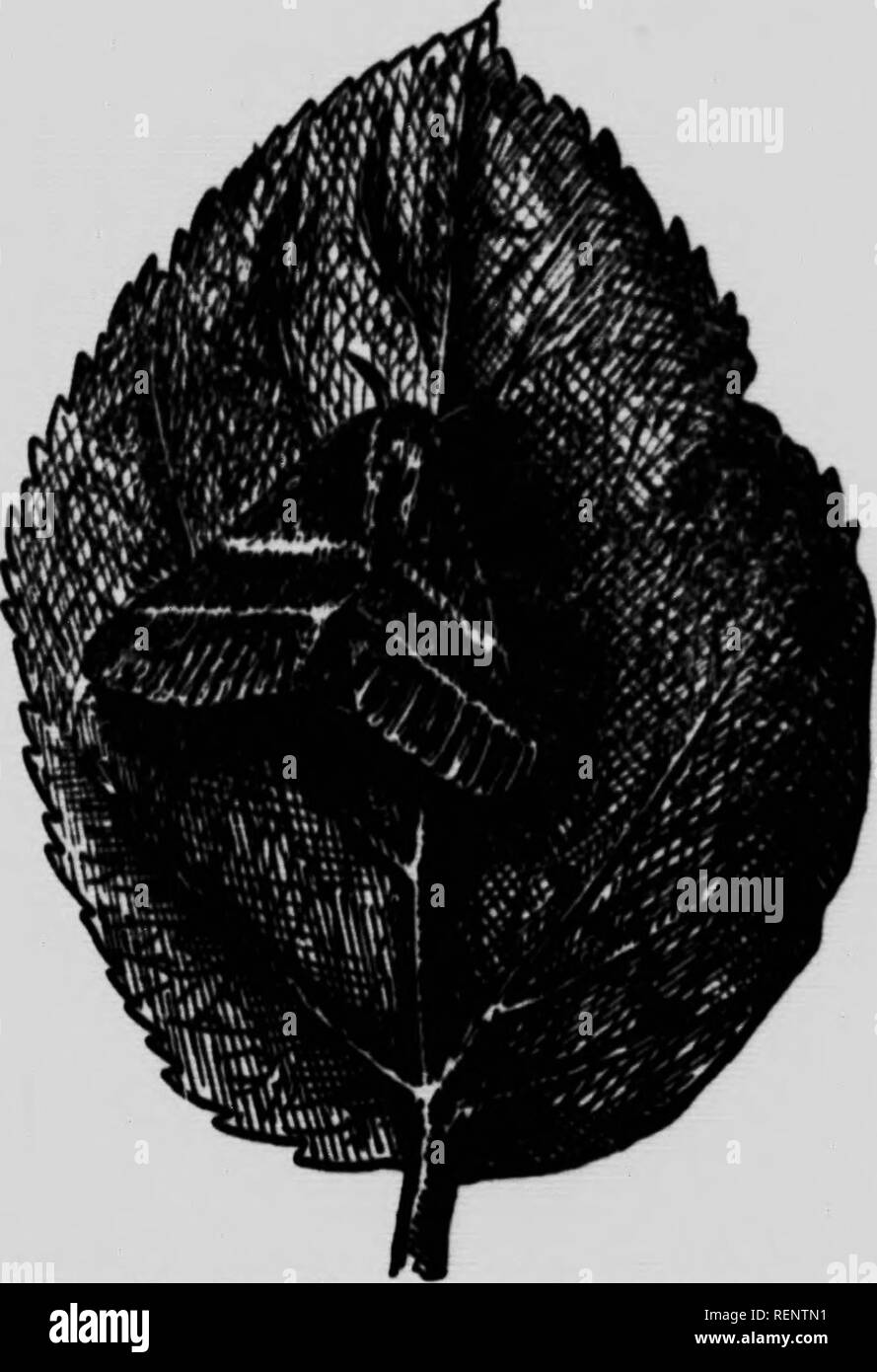 . Les principales Espò ¨ ces d'insectes nuisibles et de maladies vÃ©gÃ© Geschichten [microforme]. Nuisibles; Plantes Insectes; Schädlinge; Pflanzenkrankheiten. prunea Atta - ranÃ § auf de la Ã¯t la forme te Parfait, la Le voisi-e nourrit Es pour les ich faire une empÃªcher ich (lui Ã © CLO-ent, Après-ski-En icent dans Ministerpraesidenten Leber tout. s bien Les'Enlever&gt; r, et qui en Tempe, irmation. t&gt; yÃ©, poiu* rsque les nepulvÃ © - lesinsec - ingerdes vrÃ © e). CHENILLE EIN TENTE D'AMÃRIQUE ou' DU POMMIERT/ll). - Apple-Tree Zelt Caterpillar. - AfSLJÃa Zr^r^Ã® ib. ^. ^. f**;* â¢ âPÂ" pillon de la CheniUe Ã tenta d'AmÃ©nque. | ^ Abb. Stockfoto