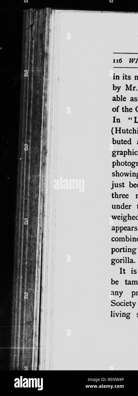 . Wilde Tiere und die Kamera [microform]. Zoologie; Animaux; Zoologie; Tiere. ii 6 WILDE TIERE UND DIE KAMERA in seiner Heimat verfolgt (siehe "Savage Afrika" von Herrn Winwood Reade). Diese Bemerkung - Geltendmachung von Mitgliedern der Deutschen Loang Expedition, 1873-6 unterstützt wurde. In "Lebende Tiere. le Welt" (Hutchinson &Amp; Co.), auf die ICH-eine beträchtliche Anzahl von foto-grafischen Studien buted, eine Reproduktion von einem Foto von Herrn Umlaiff veröffentlicht ist, zeigt einen ausgewachsenen Gorilla, der gerade erschossen wurde, die in der Position von drei einheimischen gehalten. Es ist nicht angegeben Stockfoto