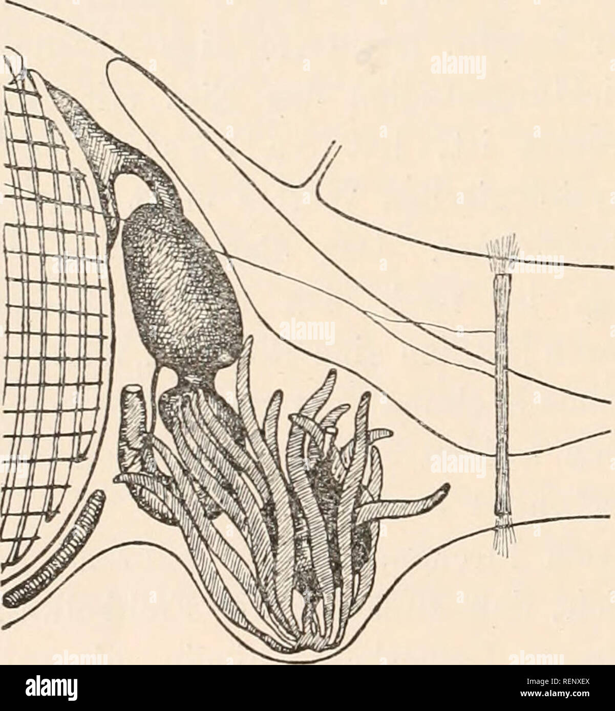 . Dr. H.G. Bronn von Klassen und Ordnungen des Thier-Reichs: wissenschaftlich dargestellt in Wort und Bild. Zoologie. 114 Pyrosomen. groÃ und lang ausgezogen ^ und die Geschlechtsorgane rÃ¼cken infolgedessen vielleicht etwas weiter nach hinten, als hei den Formen mit Sonthofen, wenig gerÃ¤umiger Cloake, zu denen S. alterniosum und ganz besonders S. verticillatum gehÃ¶ren (Vgl. oben S. 87). Da Nonne das Ovar stets etwas rechts seitlich neben dem Hoden Platz findet, ist es auch verstÃ¤ndlich, daÃ dp nur der rechte Peribranchialraum bei diesen Arten- tracht kommt. Durch die Entwicklung der um d Stockfoto