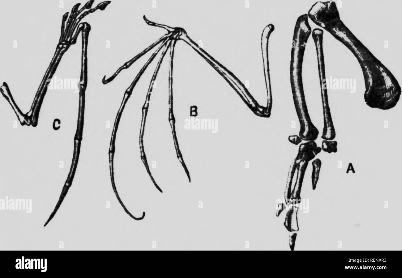 Die Studie Des Tierischen Lebens Microform Zoologie Zoologie Chap Xi Die Elemente Der Struktur 177 Alle