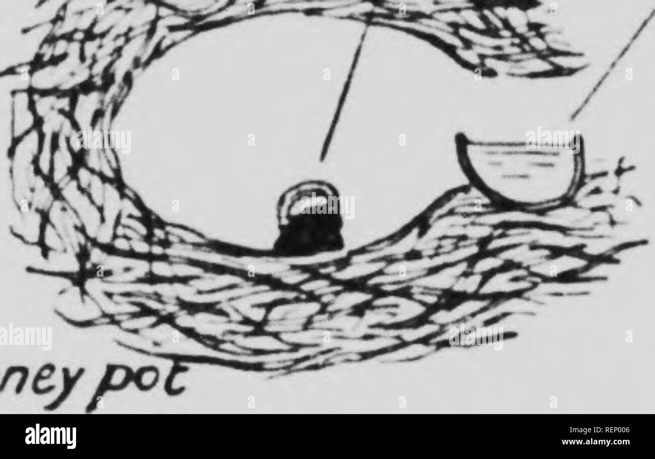 . Die bescheidenen - Biene [microform]: sein Leben - Geschichte und wie es zu domestizieren mit Beschreibungen aller britischen Arten von Bombus und Psithyrus. Bienen; Imkerei; Abeilles; Kultur; Abeilles; Biene Bienen. Vr.. Honig k Pollen und € Q< fS-l) Ich.it, 'r. uii Iif-iciiHiiu ncini;. W-t. Masse, ist die Befestigung an der lloor. Oben auf der Höhe dieses Klumpen von Pollen sie baut mit ihrem Kiefer eine kreisförmige Mauer von Wachs, und in der kleinen Zelle, so bildeten Sie lavs ihren ersten Schlüpfen der Eier, die es über Versiegelung mit Wachs durch Schließen im oberen Teil der Wand mit ihrem Kiefer, sobald die Eier gelegt wurden. Die gesamte Struktur wird über t Stockfoto