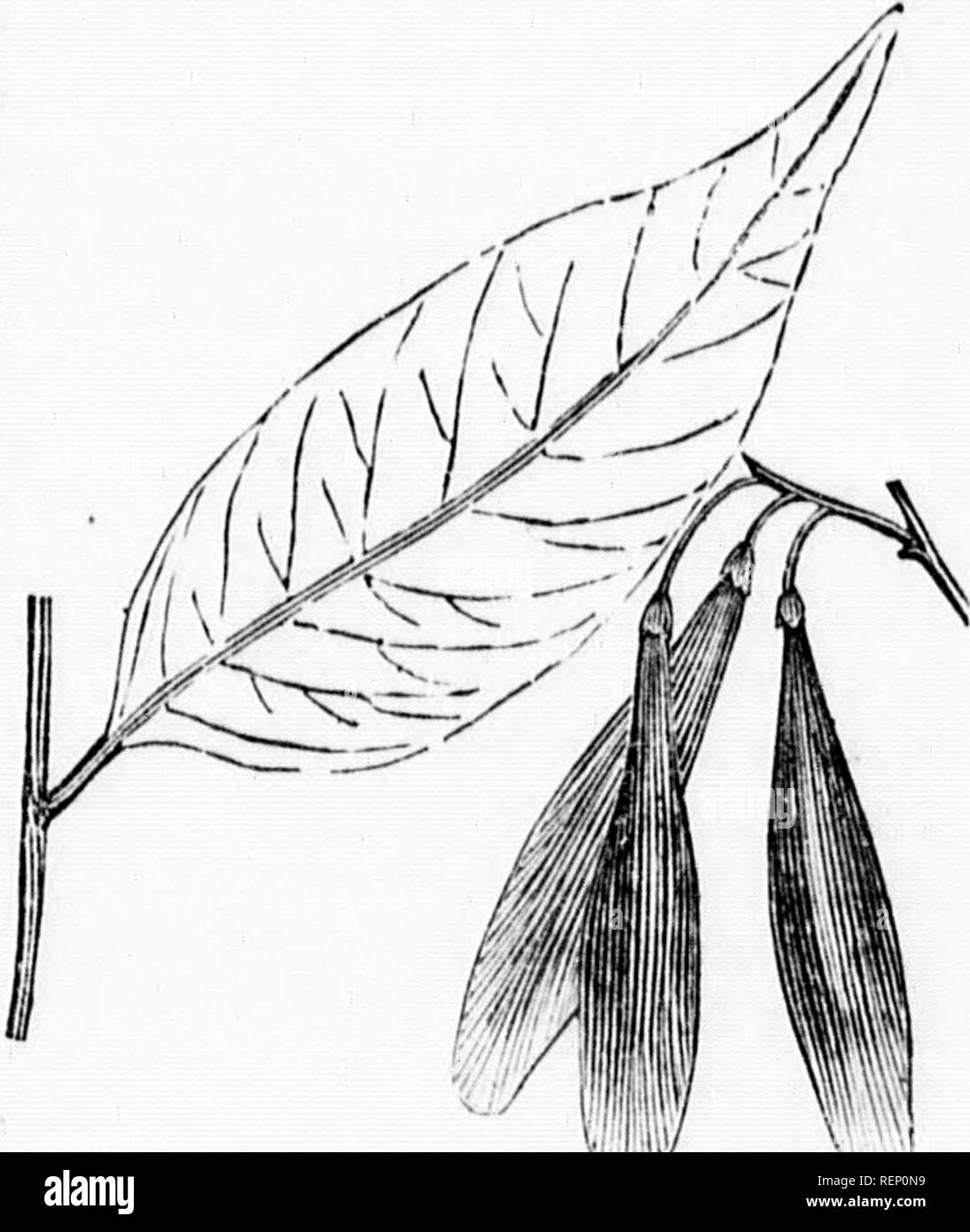 . Die Bäume von Amerika [microform]: einheimische und ausländische, bildhaft und botanisch beschrieben und wissenschaftlich und Populär beschrieben, vor allem in Bezug auf die Geographie und Geschichte, Boden und Lage, Vermehrung und Kultur, Unfälle und Krankheiten angesehen werden…. Bäume; Arbres. 1 terminal • lour und Deckel breit, ich leicht ist c zu vier-flets, snr - 36 oder vier gegenüber CORDIS News, einer sind cov-h der Summe - unterhalb dieses spe-A.MERICAN ESCHE. 395 St'^TTL-rwS^ AuV''?'"". ^^"^^ b>^' - Botaniker, Pra. ln. s Farbe a d sind succeededty'^bout "tT"^';'''^^ w/'T^ Stockfoto