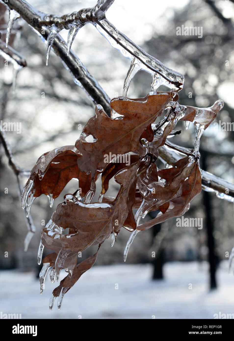 Eisige bedeckte Bäume. Essen Rock Park. New Haven, Connecticut Stockfoto