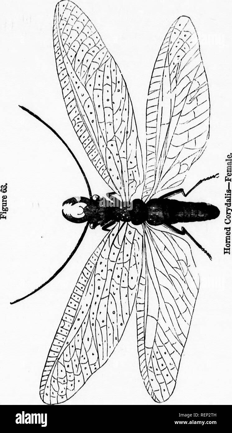 . Das Leben der Nordamerikanischen Insekten [microform]. Insekten; Insectes. 226 NORDAMERIKANISCHEN INSEKTEN. tM Mlli. Der Tag-fly (Ephemera Vulgata) ist eine weitere interessante Gattung dieser Ordnung, und vielleicht die schönste aller in seiner kurzen Geschichte und plötzlichen Veränderungen. Es ist ein Bewohner von Europa und Nordamerika, und oft in großer Zahl, die sich aus der Oberfläche unserer Flüsse, Seen und Teiche. In ihrer perfekten oder winged Staat sie leben nur eine kurze Zeit, wie der Name schon sagt, viele von. Bitte beachten Sie, dass diese Bilder extrahiert werden aus der gescannten Seite Bilder, gewesen sein kann Stockfoto
