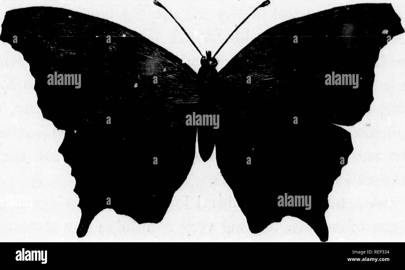 . Das Leben der Nordamerikanischen Insekten [microform]. Insekten; Insectes. Um IV. Motten und Schmetterlinge. 203 Während die perfekte buttei * Fly ist mit Gelb, Rot, Braun und Schwarz Farben, mit weißen Flecken auf den Flügeln geschmückt. Dieser Vanessa ist sehr häufig in den Vereinigten Staaten, und es ist auch in den großen Zahlen in Asien, Afrika und Europa, wo es wird allgemein die "Painted Lady." Das Goldene C Butterfly (Vanessa C aureum), Abb. genannt. 52. Abbildung 52. Die Goldenen C Schmetterling. Dieser Schmetterling leitet seinen Namen von der goldenen Mark - Neath die Hinterflügel ähnelt in der Form, dass der Le Stockfoto