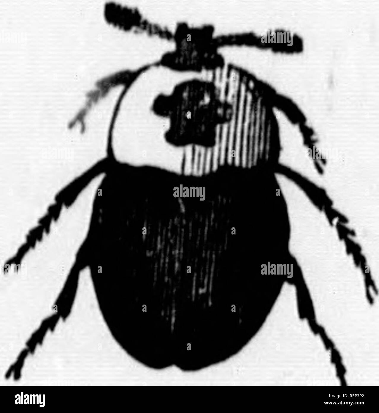 . Das Leben der Nordamerikanischen Insekten [microform]. Insekten; Insectes. 46 NORDAMERIKANISCHEN INSEKTEN. "1). Rax, mit einem großen schwarzen Fleck, ähnlich einem Kreuz in der Mitte der Abbildung 10. sterben, somcwhat wie die auf das Wappen der alten Kreuzritter, auf welches Konto Ich gebe Es tliis Name. Es war dunkel-braun jagte Flügel - Abdeckungen und schwarzen Beinen. Diese Insekten leben in Herden von großen Zahlen in den Körper von einigen Aas, wo Sie^^" "ifeltie '"'""^^^^ zusammen in die größte Harmonie; und sie stets mit Leichtigkeit erreicht werden kann, vorausgesetzt, man wird mit dem stinkenden Ausdünstungen setzen Stockfoto