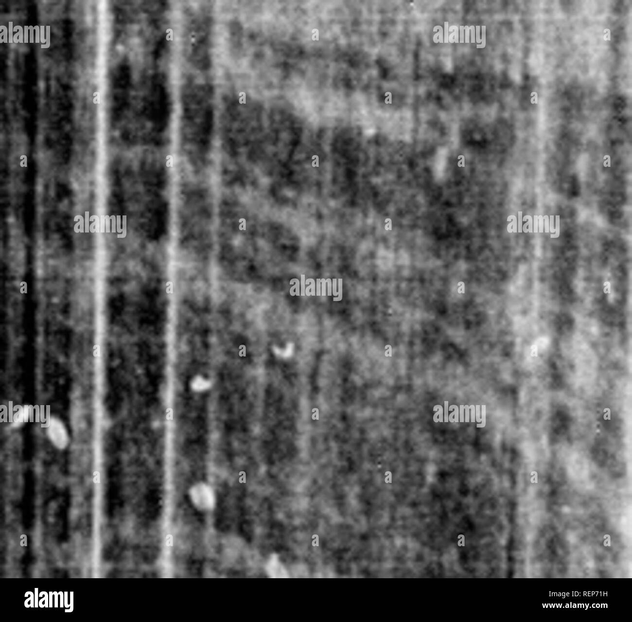 . Die illustrierte Naturgeschichte [microform]. Vögel; Naturgeschichte; Oiseaux; Baron. !. Diese Sünde - Ular Vogel ist ein Eingeborener von neuen Zeuliuid, wlicrc Es war einmal sehr coininon I. ut 111-er dinoini.,,&gt; ma iah" Bec. uuin - liite extinet, einer von whicii es wahrscheinlich Lias' | J!,', 'dJiithrcserA durch seine noctnnial und rctirin - "Gewohnheiten. ^^ Nicht niiuiy Ohren ao^o, tlio A]) Arc'teryx wurde tlioiioht Eine fabelhafte Vogel, seine vcrilil, !,. dwi'nf H l'^1 1 - n'^-^^''''"* •""""""" â'^â¢"'Â¢â" - Â"Â" Â" Â"'^^ â Â"&gt;"" l I't^^" 1 ^--^ und rutscht im zwischen Stockfoto