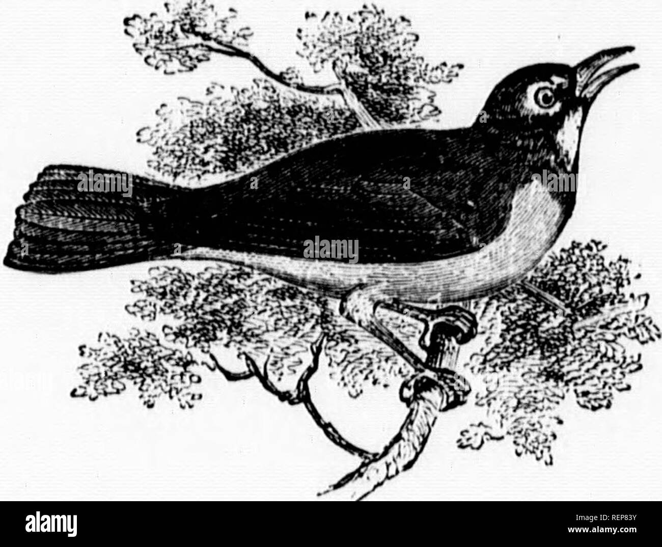 . Ornithologie und OÖ¶ logie von New England [microform]: mit vollständigen Beschreibungen der Vögel von Neu-england und den angrenzenden Staaten und Provinzen, durch eine lange - genehmigt die Klassifizierung und Nomenklatur geordnet: zusammen mit einem vollständigen Verlauf von ihren Gewohnheiten, Zeiten der Ankunft und Abfahrt... : Mit Illustrationen von vielen Arten der Vögel und genaue Zahlen von ihren Eiern. Ornithologie; Vögel; Vögel; Ornithologie; Oiseaux; Oiseaux. Die OLIYA. 156. w. Zwei o, elids ein. Sepa^ Ted. o, oa. l. otl^e^^. r^ri Pi!:.;;;;;;;;!;:'''''^^ Diese veiy gemeinsame und bekannte Vogel ist ein snmmer ich. Ich - HABITANT aller N Stockfoto