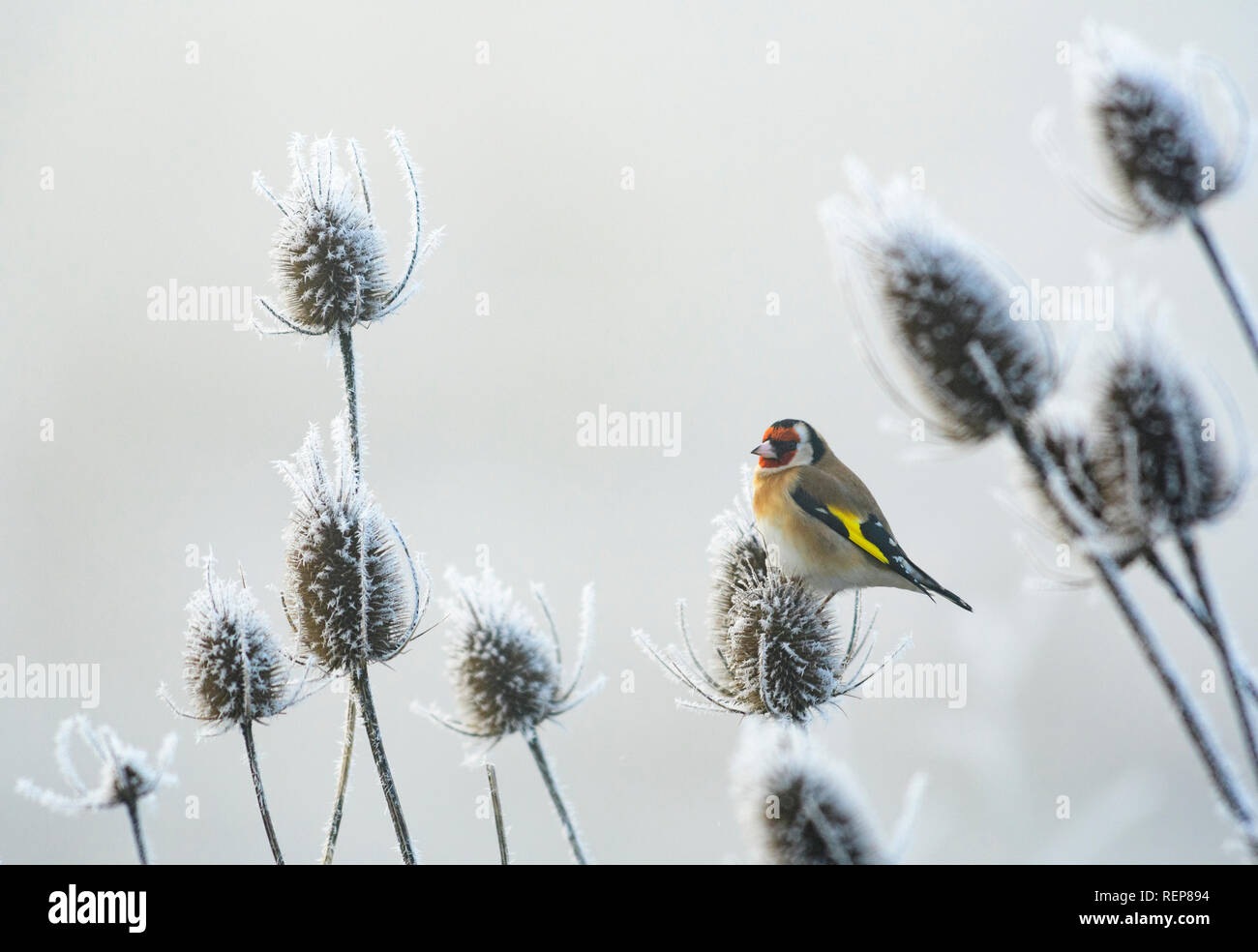 Wageningen, Niederlande, 21. Januar 2019. Goldfinch auf Wilde Karde abgedeckt im Frost. Stockfoto