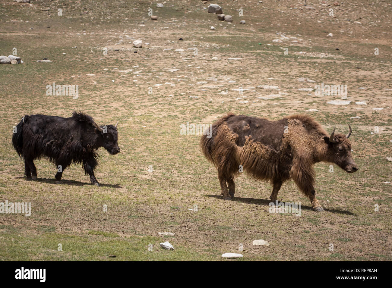 Inländische Yaks in Ladakh, Nordindien Stockfoto