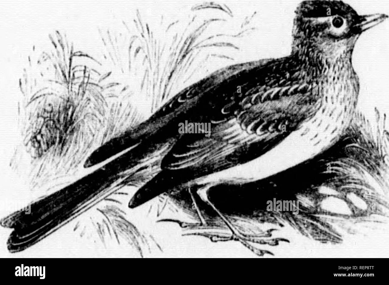 . Die illustrierte Naturgeschichte [microform]. Natural History; Baron. Gelbe Buniinff. Bunting ist ein sehr Deli - Lou in unserem Hecken, wo ich etwa zwanzig auf den Boden und legt die Ith dunkle Schokolade Linien, vTite Arabisch auf die Eier. ry große Wertschätzung für die lird regelmäßig wie id zugeführt wird bald exceud -^ der Preis. K. iry lange Hinterbeine Zehe. Der Ted-Song, während ausgesetzt jst Teile von Europa, Asien, Amerika. Ein sehr iute - NATUKAL UISTOIIY. Sub-Familie/. . Alaudina. Al. in der vuda.- (Lilt. "Lerche.) 291. (Arveiirtia Liit. bdunying auf die Felder), die Feldlerche: ruhenden Geschichte erzählt von ist Stockfoto