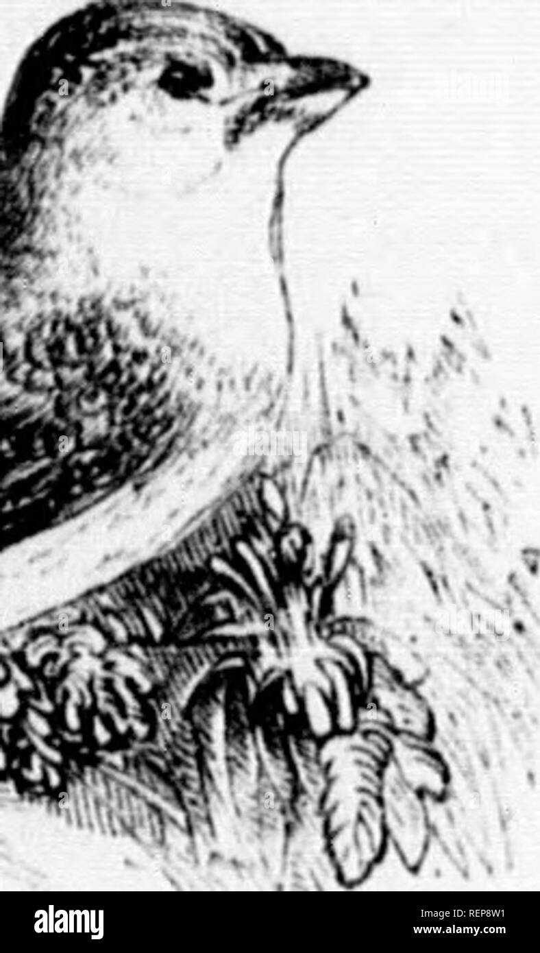 . Die illustrierte Naturgeschichte [microform]. Natural History; Baron. RV. irrows mitten in der Sparrow ist in der Regel gebaut euklcd Schwarz und Weiß, â tzina:.. Gelbe Buniinff. Bunting ist ein sehr Deli - Lou in unserem Hecken, wo ich etwa zwanzig auf den Boden und legt die Ith dunkle Schokolade Linien, vTite Arabisch auf die Eier. ry große Wertschätzung für die lird regelmäßig wie id zugeführt wird bald exceud -^ der Preis. K. iry lange Hinterbeine Zehe. Der Ted-Song, während ausgesetzt jst Teile von Europa, Asien, Amerika. Ein sehr iute - NATUKAL UISTOIIY. Sub-Familie/. . Alaudina. Al. in der vuda.â (Lilt. Â "Lerche. Stockfoto