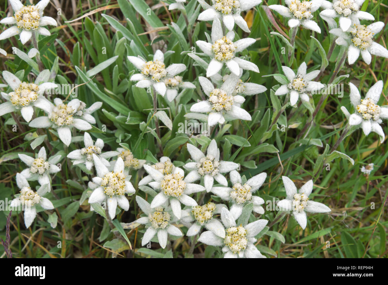 Edelweiss (Leontopodium nivale), Sary Jaz Tal, Issyk-kul-region, Kirgisistan Stockfoto