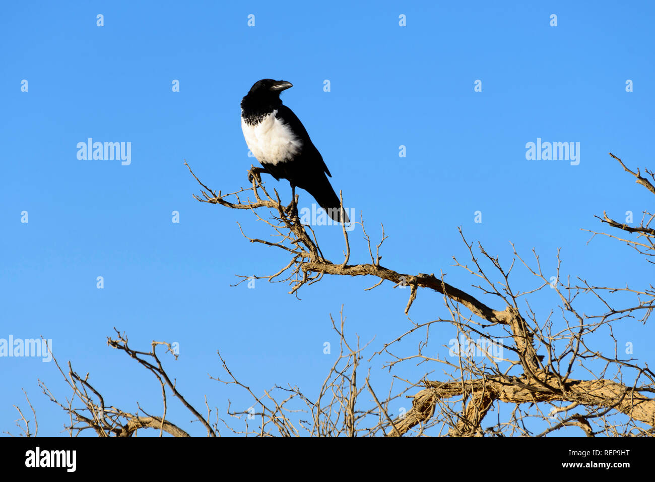 Pied Crow, Namib, Namibia, (Corvus albus) Stockfoto