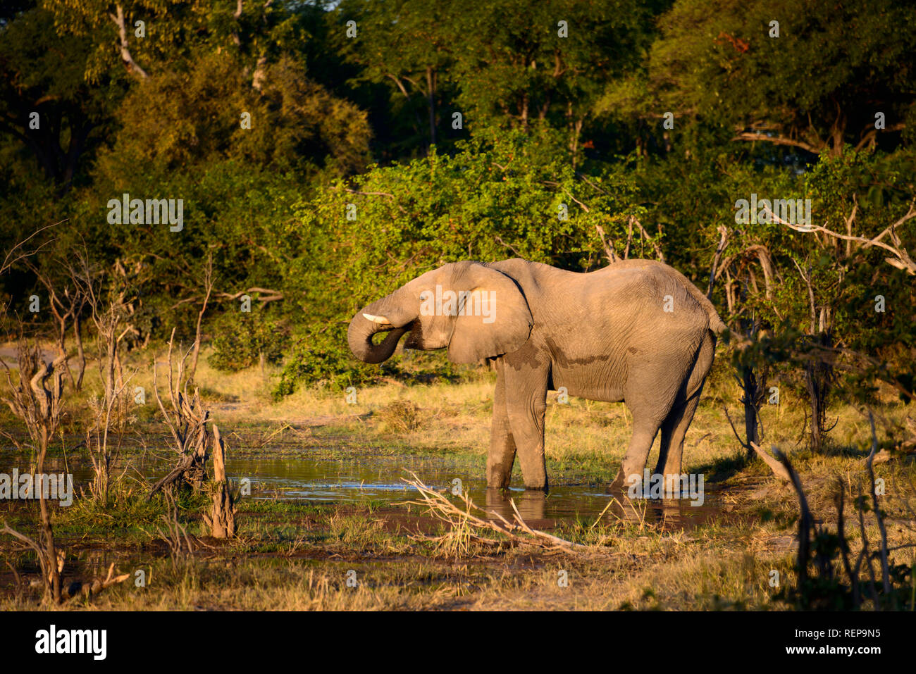 Afrikanischer Elefant, zwischen Sankuyo und Mababe Village, Botswana, (Loxodonta africana) Stockfoto