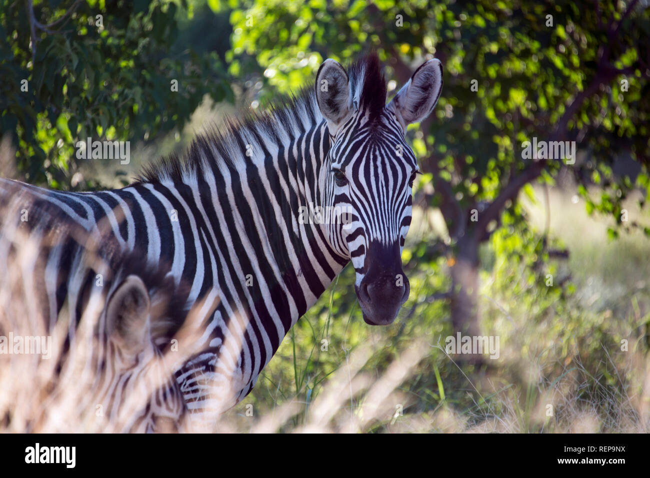 Burchells Zebra, Khwai River, in der Nähe von Mababe Village, Botswana, (Equus quagga) Stockfoto