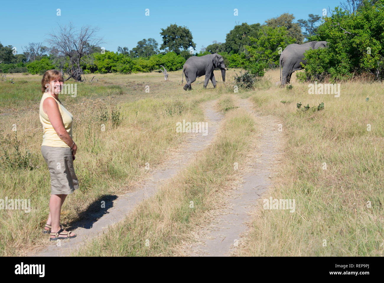 Afrikanischer Elefant, Khwai River in der Nähe Mababe Dorf, Botswana, (Loxodonta Africana) Stockfoto