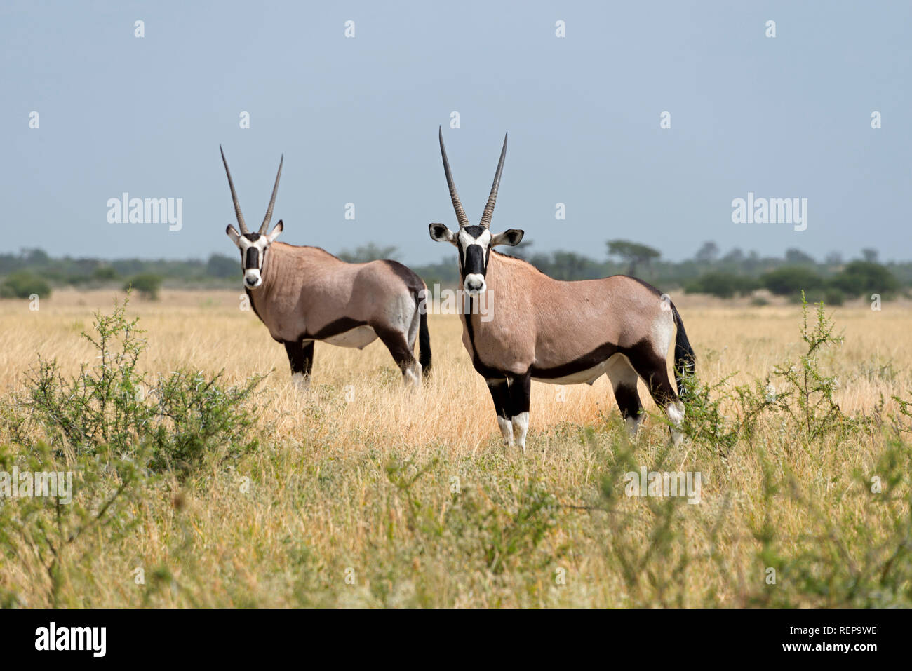 Oryx, Deception Valley, Central Kalahari Game Reserve, Botswana, (Oryx gazella) Stockfoto