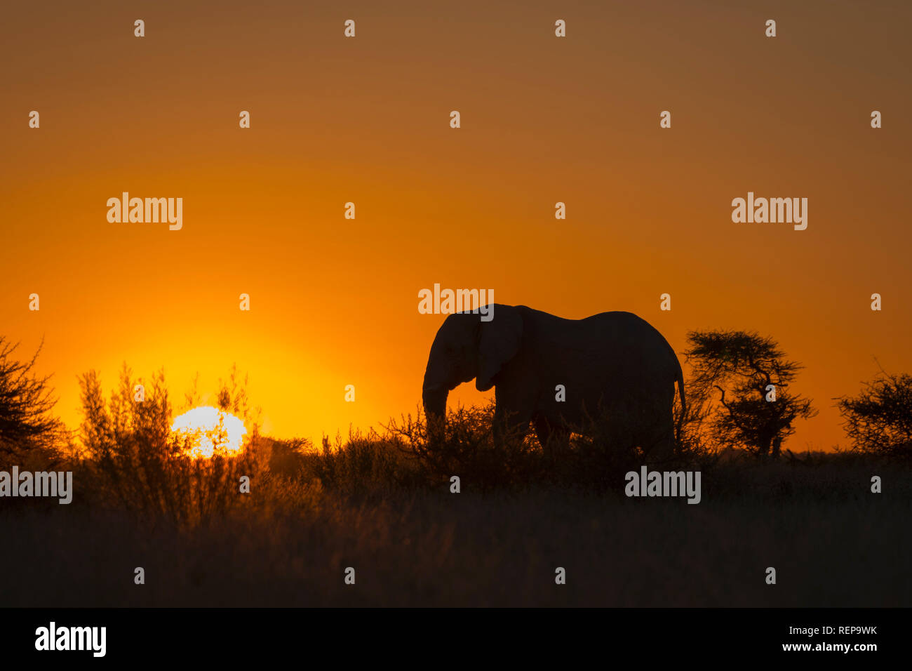 Sonnenuntergang, Afrikanischer Elefant, Nxai Pan, Nxai Pan National Park, Botswana, (Loxodonta Africana) Stockfoto