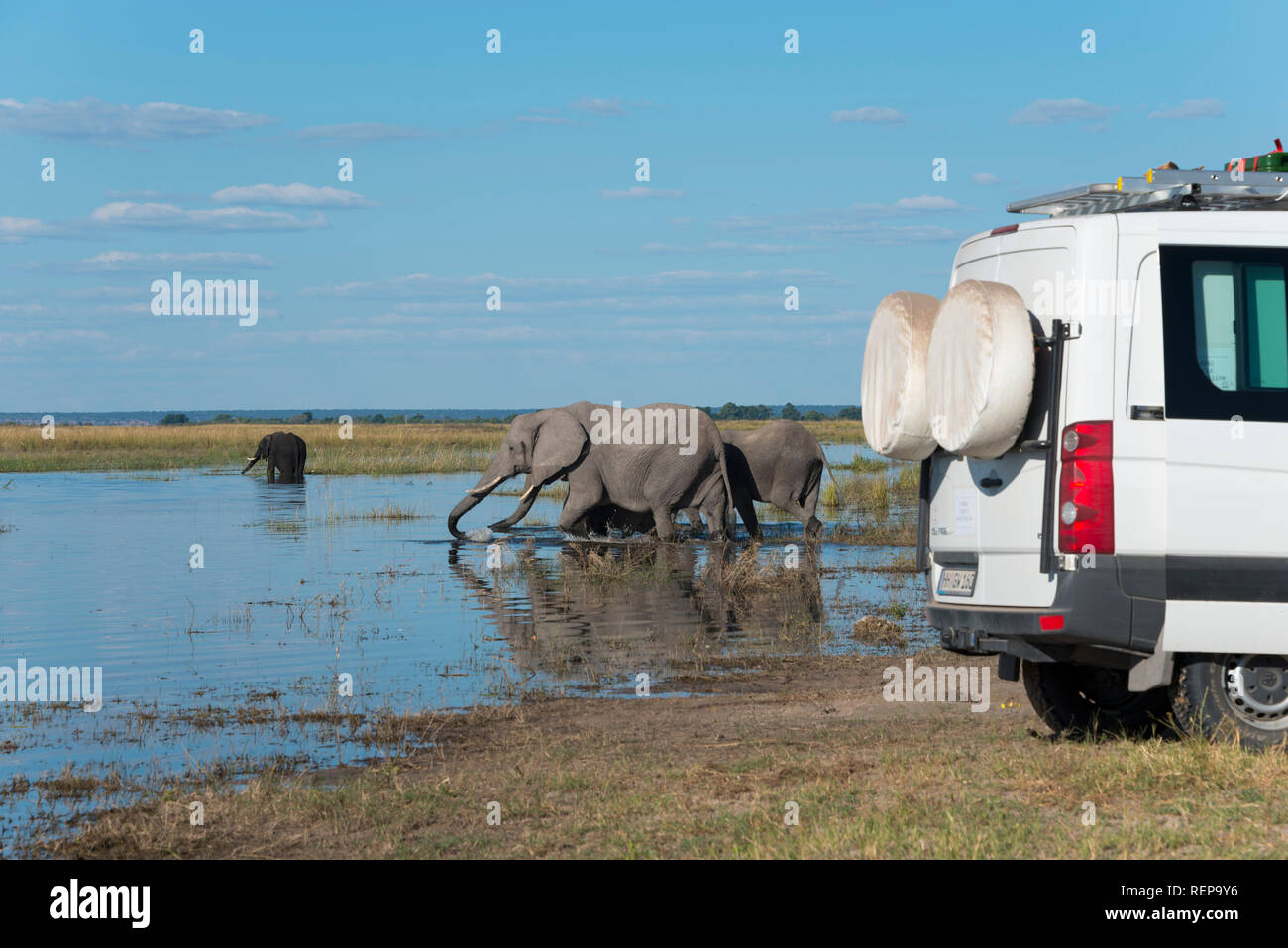 Afrikanischer Elefant, Chobe River, Chobe Nationalpark, Botswana, (Loxodonta Africana) Stockfoto