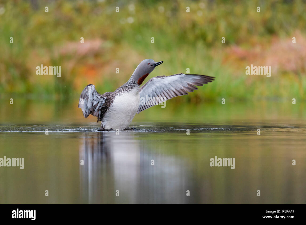 Sterntaucher (Gavia Stellata) Stockfoto