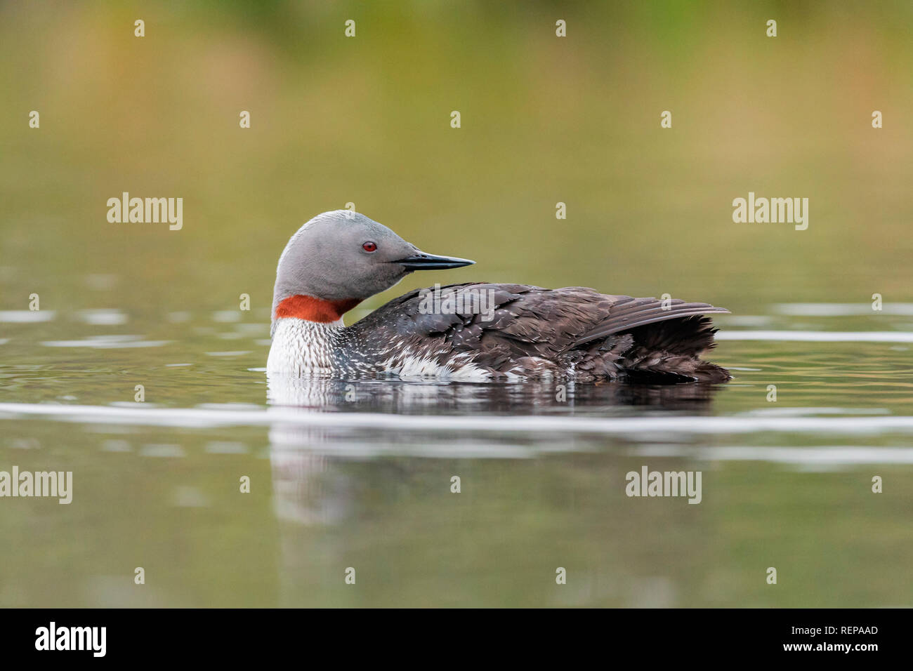 Sterntaucher (Gavia Stellata) Stockfoto