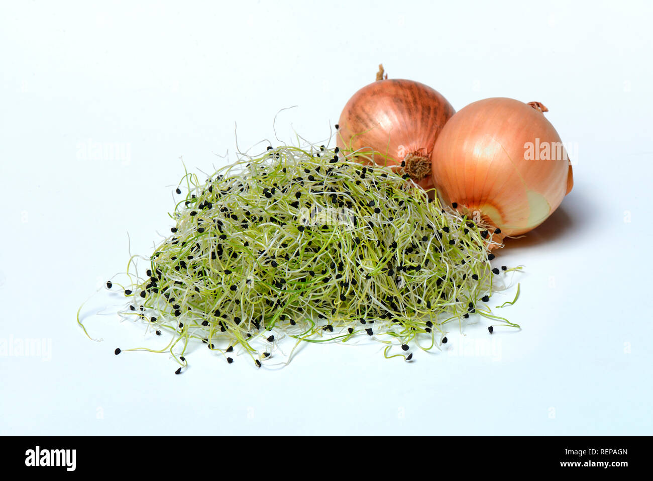Keimende zwiebel -Fotos und -Bildmaterial in hoher Auflösung – Alamy Keimende zwiebel -Fotos und -Bildmaterial in hoher Auflösung – Alamy