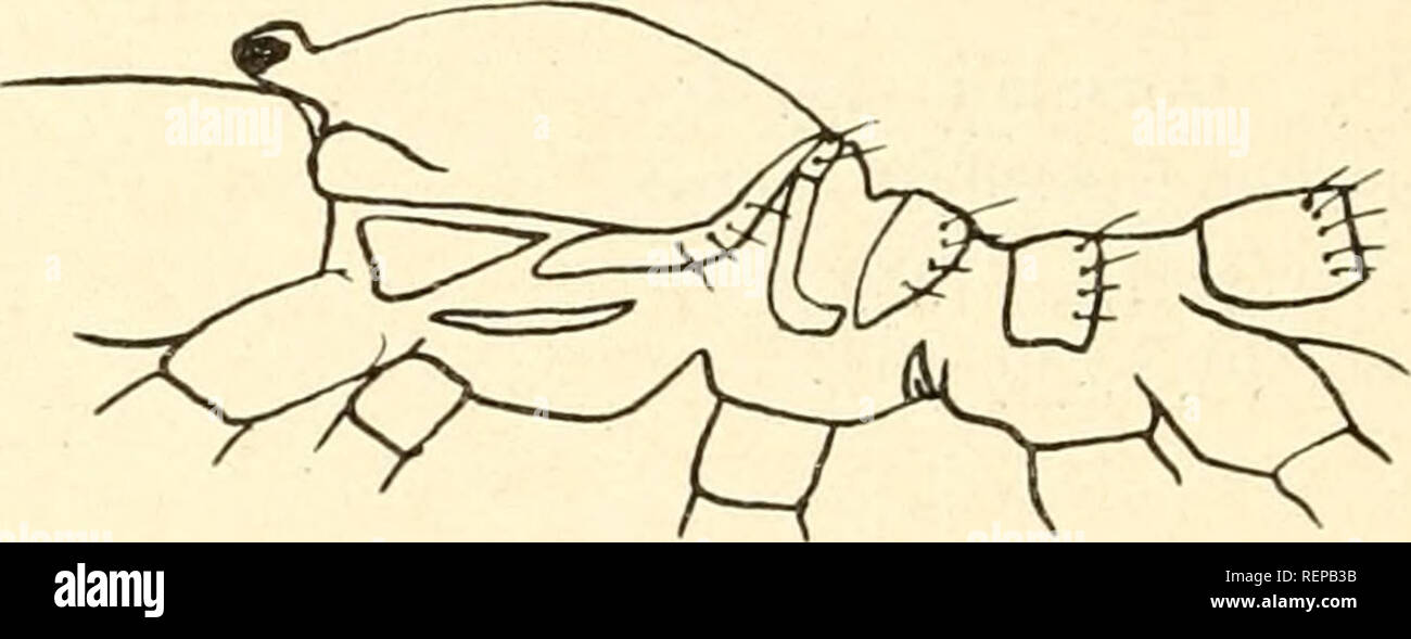 . Dr. H. G. Bronn von Klassen und Ordnungen des ThierReichs