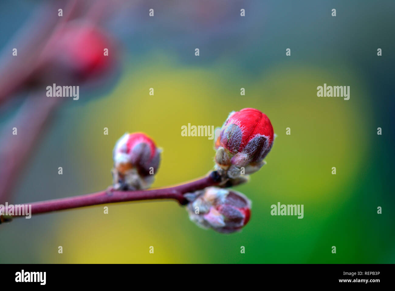 Pfirsich Melred, Prunus Persica Stockfoto