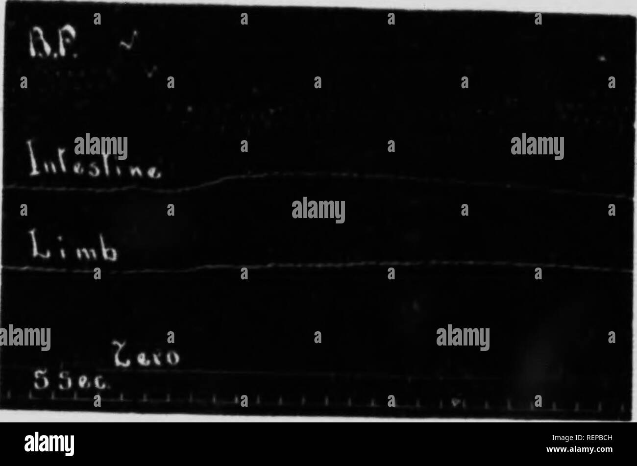 . Vaskuläre Veränderungen durch Adrenalin in Vertebraten [microform] produziert. Adrenalin; Wirbeltiere; Blut-Gefäße; AdrÃ©naline; VertÃ©brÃ©s; Vaisseaux Sanguins. KID3 Dosen Uils IIMljilly |, | C -.-. l (.&lt; l |, y;, l, n, f, ist,.. Wif), hwiivv f verliert Leitung I |. p (. ssor cfTccts geführt. Althuiijrli tlie Ijiiil) im pletliysinojrraph [ussessed eine sinjiller itntportion von iinis.-le als in den meisten maniinals es aktiv Dilatation (Abb. gab enthalten. 4) Ex-. Töten. 4. l.-., r,'La"; lr"'!n^"f Extremität nnd lr.(E "llne In Ihc Opossum durch ein â l verursacht. lT.Kor (los, - ÂN M (Lt.-r.; rlin. (1.2 c,,., l: iii. I. Stockfoto