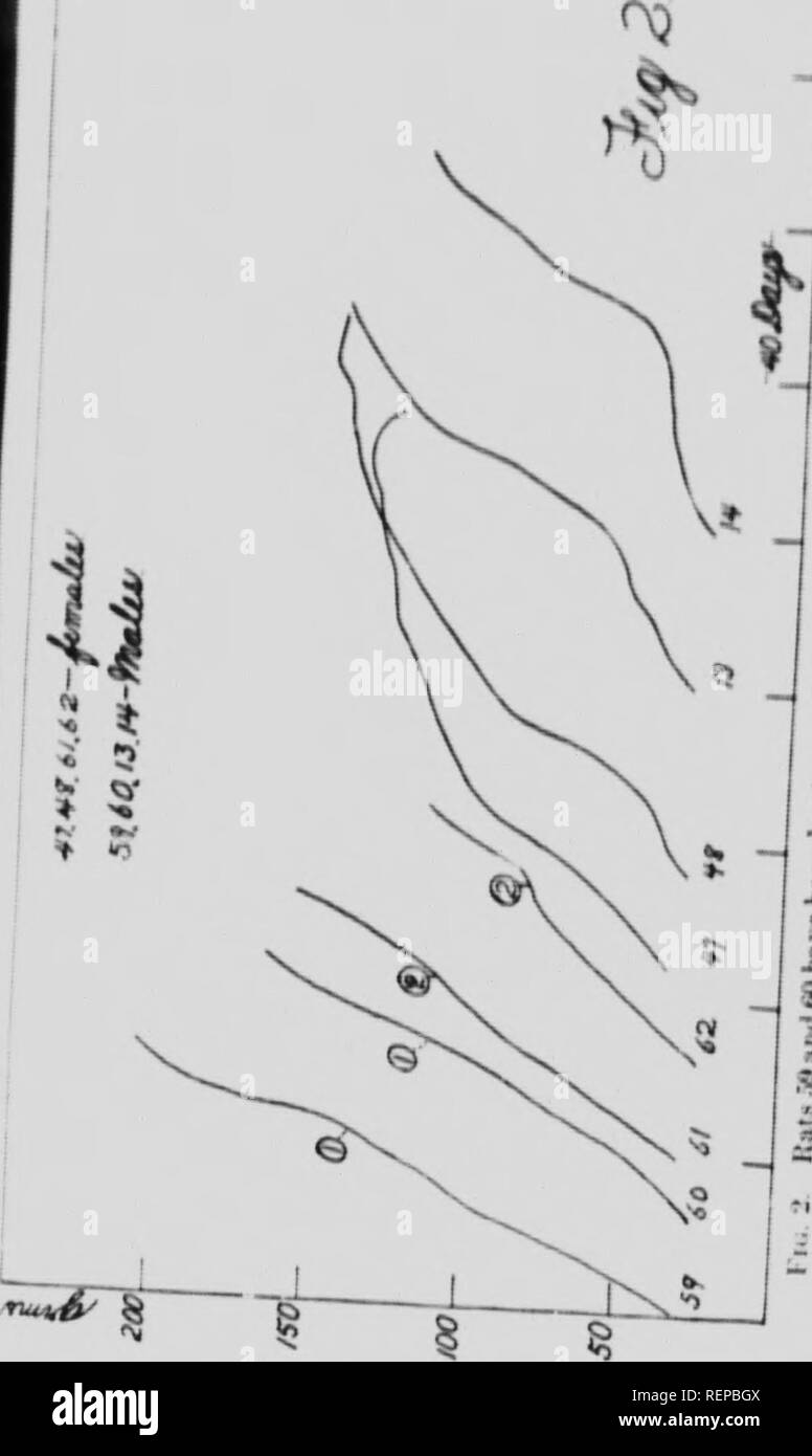 . Der Vergleichswert von Schmalz und Butter in Wachstum [microform]. Wachstumsfaktoren; Ratten; Facteurs de croissance; Ratten. &Lt;K. II K,, ndA. Ii. Mncall,,,,,.â¢â" d1. * |----- l - ft t^? Ich * S. JJS "4" - ein 4. Â ¢ â 3^ Â""* oder s C; c3S ich â"'-3?^^R-i-c-t-5â K â¢-2-C-• "^j;;;;;;;; X^ "^1-s â"--S â ...â--; f^i; - - ^j - 5 7 S 1 1 1. Bitte beachten Sie, dass diese Bilder sind von der gescannten Seite Bilder, die digital für die Lesbarkeit verbessert haben mögen - Färbung und Aussehen dieser Abbildungen können nicht perfekt dem Original ähneln. extrahiert. Funk, C Stockfoto