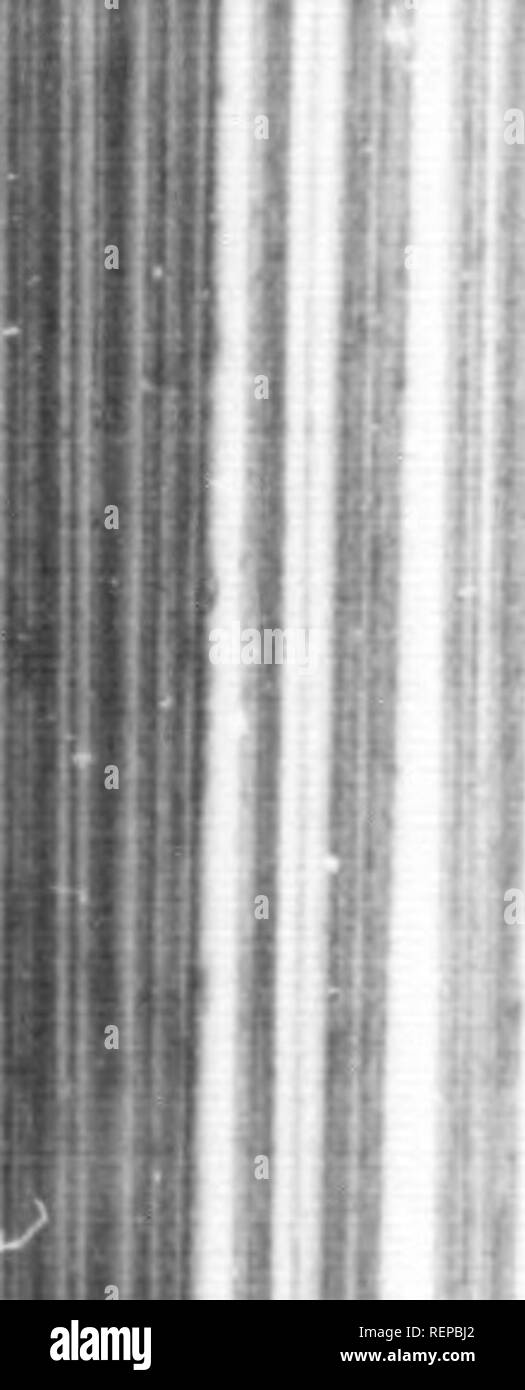 . Voyages et Dekor couvertes Outre Mer au XIXe siÃ¨cle [microforme]. AmÃ©rique; ExpÃ©Habungs scientifiques; wissenschaftliche Expeditionen. m'2 iVi VOYAGES i: t diÃ ¯ coi. vkimes Ã®Â" "V. "Alhlmes Oiiaiifl nous les Virtumonde, ur. y heure À peine Après-ski leur arrivÃ©e, tout Ã©tait rangÃ© dans leurs modestes Demeures comme si leur Ã©tablissement eÃ t datÃ © d'un mois Et plus. Rien n'y de ce qui manquait pouvait contribuer À leur Bien-Ãªtre; rien aussi ne pouvait, mieux que cette circonstance, nous Donner nne idÃ©e de la facilitÃ© et de l'indÃ©pendance absolue avec lesquelles ces peuplades errent de lieux de lieux Stockfoto