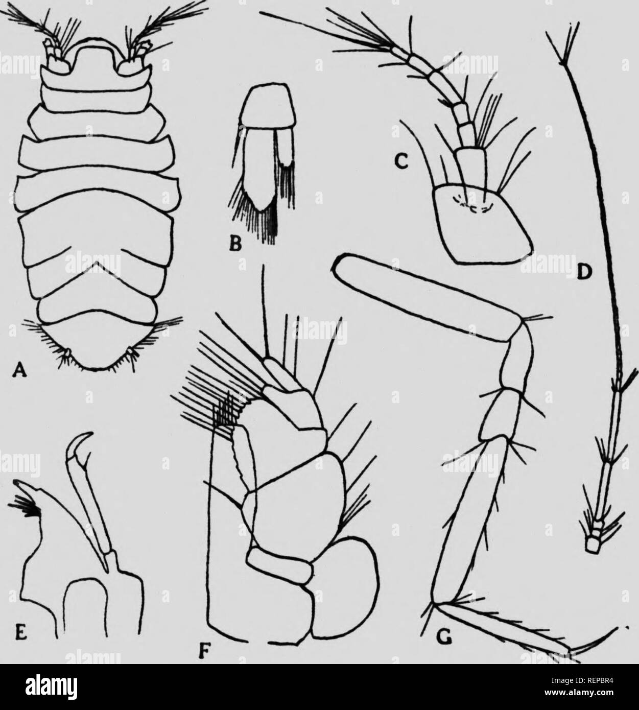 . Die isopoda auf die Bucht von Fundy [microform]. Crustacea; Isopodes; Isopoda; CrustacÃ©s. Wallace: Der isopoda auf die Bucht von Fundy 39 Artikel und ein multiarticulate" igelluni tvic tl Länge des Blütenstandsstiels, die gesamte Antenne eing zweimal a-Joi.^ als der Körper. Der thorax besteht aus 'k verschiedene e^, die Fünfte zeigt Anzeichen einer subdi/ibion â.) y-Nähte, die erreichen. Fr?Â"^^""&gt;"&lt;""""" (G. O.&amp; rs); (A), weiblich, dorsalansicht, z 40; (B). uropod. x160 ICH DIE '^ rf"'^^""""} ^-&lt; D) 'Â"Â" Â" "d Antenne, x40; (E), Unterkiefer, Stockfoto