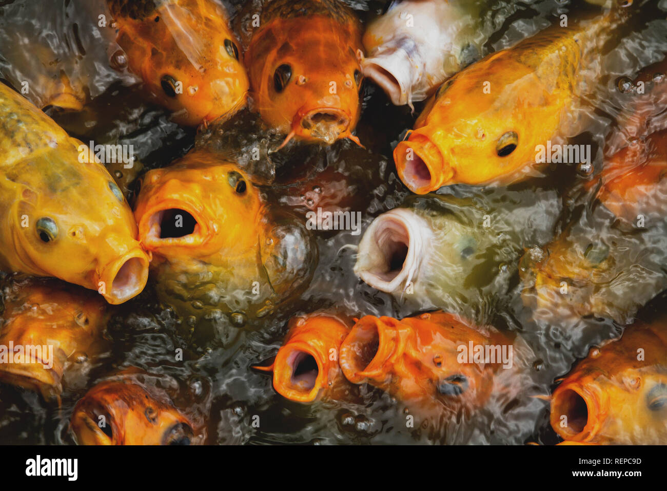 Die Karpfen sind im Wettbewerb um den Fisch Granulatfutter zu Ihnen geworfen Stockfoto