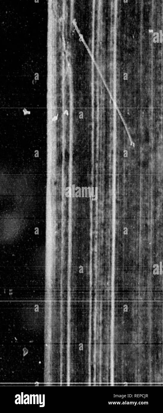 . Annalen der Commerce, fertigt, Fischerei und Navigation [microform]: Mit kurzen Mitteilungen der Künste und der Wissenschaften, die mit ihnen verbunden sind, in dem die Geschäfte des Britischen Empire und anderen Ländern, die von den frühesten Konten zur Sitzung der Union Parlament im Januar 1801 ... mit einer großen Anlage... mit einer allgemeinen Chronologischer Index.... Handel; Fischerei; Navigation; Handel; Pêches; Navigation. iaS A.D. 14.. Banken der schiffbaren Flüsse. Der Chef des thefe waren Corduba (Adr^ dova), Malaca (Malaga), lUpa (Penajlor), Hifpalis (Sevilla), mit vielen anderen, w Stockfoto
