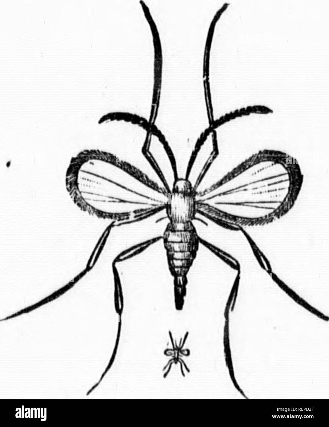 . [Bericht der Kommissare] [microform]: Anlagen C bis F inclusive, mit Nachweis von den Kommissaren getroffen, Sonderberichte, etc., Bde. III, IV und V. Landwirtschaft; Naturgeschichte; Landwirtschaft; Baron. 22!-.. INSECTIVOROUS "Insekten und Vögel. REV. C. J. S. BETHUNE-8 BEWEISE. Gesundheitsschädlich INSKCTS AGUICULTURK. n.,^F,. Dienstag, oth, IHSO. riculture. ^^^ "^â¢^*^^-A-, o £ Port Hope, gab Beweise für Insekten schädlich für das ENTOMOLOGISCHEN GESELLSCHAFT. Der WEIZEN uuHiK - {7 Ceeido nyia Tritki) appeAuax (; e lv caxXadaâenormous Verlust BESCHREIBUNG DES MI Stockfoto