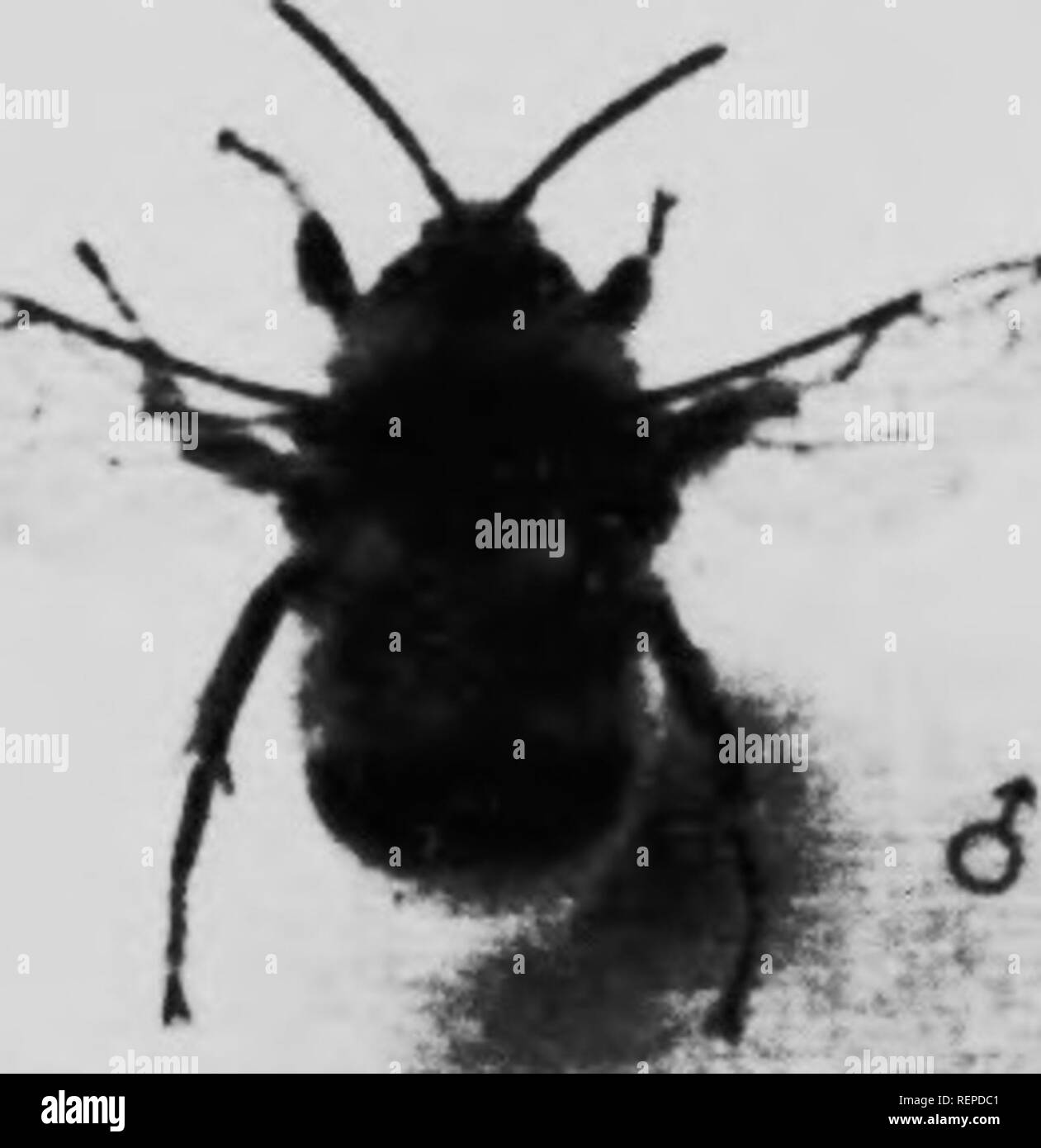 . Die bescheidenen - Biene [microform]: sein Leben - Geschichte und wie es zu domestizieren mit Beschreibungen aller britischen Arten von Bombus und Psithyrus. Bienen; Imkerei; Abeilles; Kultur; Abeilles; Biene Bienen. Bombus pratorum. Bombus Lapponicus. Bombus jonellus.. Bombus cnilttmanus. Slii^' hlly verblasst.. Bitte beachten Sie, dass diese Bilder sind von der gescannten Seite Bilder, die digital für die Lesbarkeit verbessert haben mögen - Färbung und Aussehen dieser Abbildungen können nicht perfekt dem Original ähneln. extrahiert. Sladen, W. L. (Friedrich Wilhelm Lambert), 1876?-1921. London; Toronto: MacMilla Stockfoto