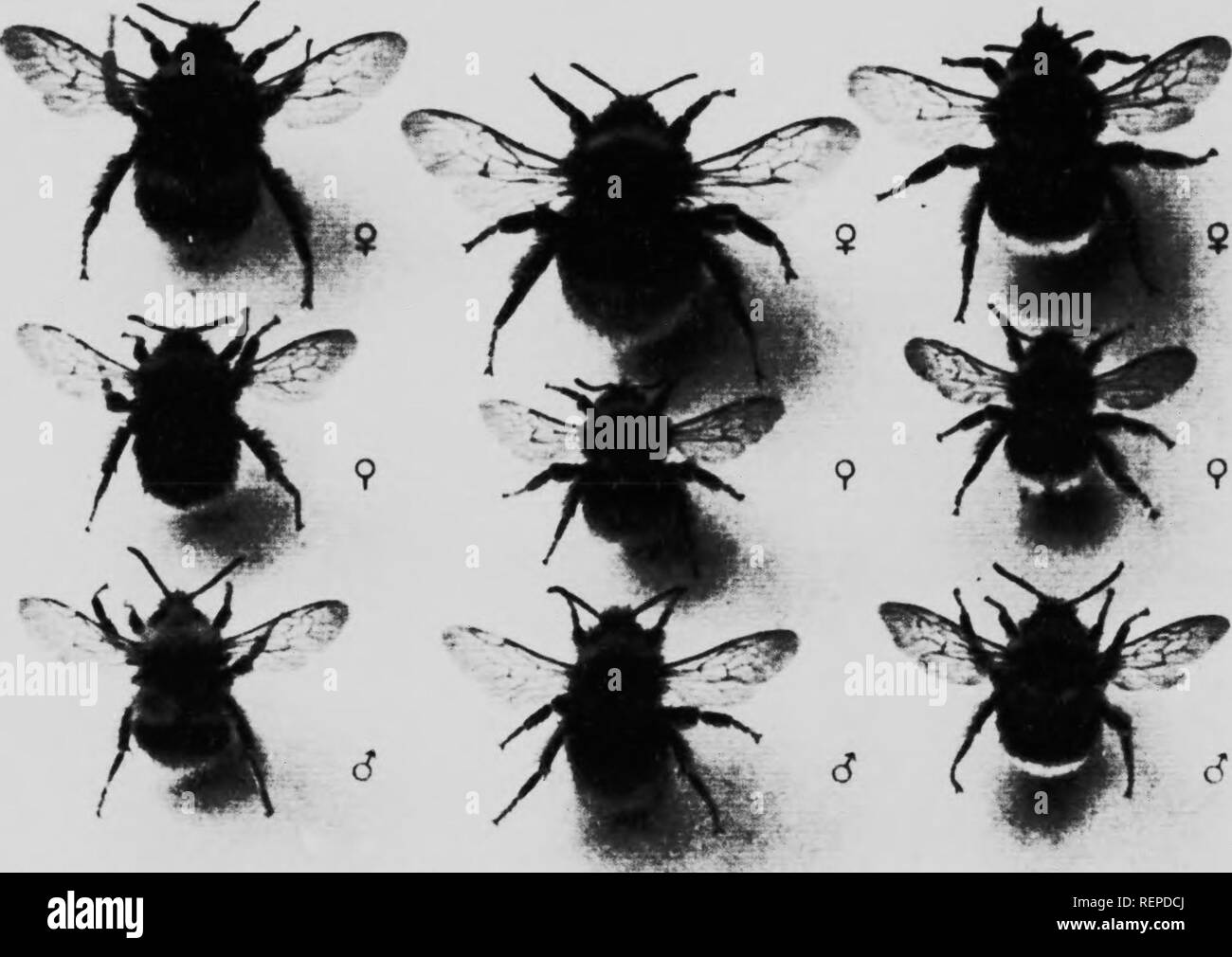 . Die bescheidenen - Biene [microform]: sein Leben - Geschichte und wie es zu domestizieren mit Beschreibungen aller britischen Arten von Bombus und Psithyrus. Bienen; Imkerei; Abeilles; Kultur; Abeilles; Biene Bienen. Platte II. Bombus pratorum. Bombus Lapponicus. Bombus jonellus.. Bitte beachten Sie, dass diese Bilder sind von der gescannten Seite Bilder, die digital für die Lesbarkeit verbessert haben mögen - Färbung und Aussehen dieser Abbildungen können nicht perfekt dem Original ähneln. extrahiert. Sladen, W. L. (Friedrich Wilhelm Lambert), 1876?-1921. London; Toronto: Macmillan Stockfoto