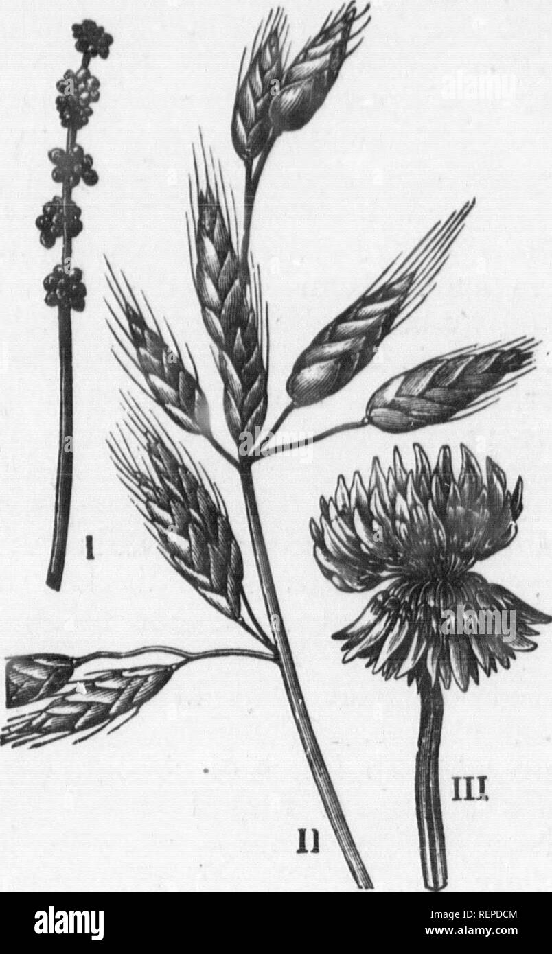. Pflanzen [microform]. Botanik; Botanique. 150 DIE GESCHICHTE DER PFLANZEN. Fool's Petersilie, Kuh - Pastinaken, Karotten, Kerbel, Sellerie, Angelica, und Queller. In anderen. Abb. 32.- Cluster von Blumen. Ich Spike von Quecksilber, Grün, Wind - befruchtet. II, rispe eines Gras (BROME), grüne, Wind - befruchtet. Kranke, Leiter der niederländischen Klee, der oberen Blumen nicht besuchte die noch nicht von Insekten; die untere Fer-tilised, und durch Drehen nach unten, um Platz für ihre Nachbarn zu machen. famiUes die gleiche Form der Cluster in gesehen wird. Bitte beachten Sie, dass diese Bilder aus gescannten Seite Bilder, die digital für r erhöht worden sein können extrahiert werden Stockfoto