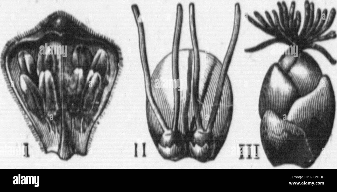 . Pflanzen [microform]. Botanik; Botanique. 142 Die RTORY DER PFLANZEN. "Durch den Wind bewegt; thuy haben zahlreiche Blumen in jedem, und sie schütteln Sie enorme Mengen an Pollen. Diese können Sie für Ihre - selbst durch Schütteln einen hazel Zweig in der Blütezeit, wenn Sie durch eine perfekte Dusche von Pollen bedeckt. Im Hazel (Abb. 29) der männlichen und Fema'' Blumen wachsen am selben Baum, sondern sind mosr anders zu sehen. Sie würde wohl kaum. Fio. 29.- BLUMEN DER HAZEL. Ich, eine einzelne männliche Blume, r^bin aus einem catkin oved. II, ein paar weibliche Blüten. Krank, eine weibliche catkin. Sie für Stockfoto