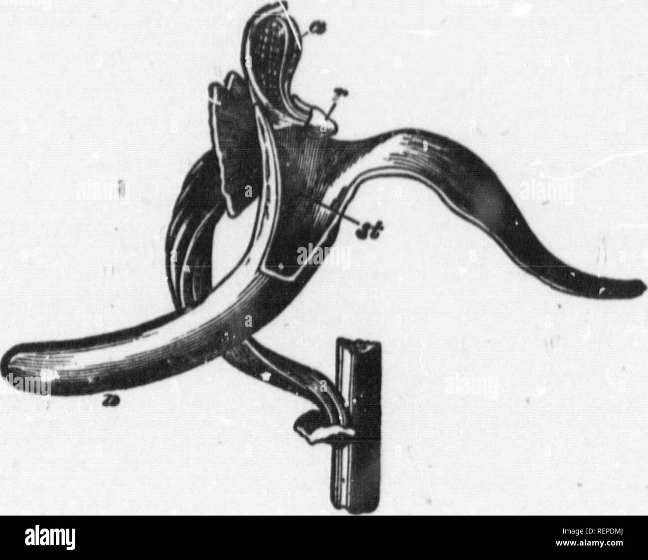 . Pflanzen [microform]. Botanik; Botanique. 126 DIE GESCHICHTE OP DIE PFLANZEN. [Die meisten neugierig Teil von allem ist, dass die Blume, aus der Sicht der viow der Biene, gleicht drei unterschiedliche und separate biossoms; er sich eine nach der anderen auf jeder Biegung Kelchblatt, und der Erlös für Honig, wie wenn sie in eine neue Blume zu suchen. Höchste der dreifachen Blumen, und Wundervollsten in ihrer Ehe Zoll, sind Thd. Ich FIC. 22.- einfache Blüte der Orchidee, mit THl BLÜTENHÜLLE Schnitt entfernt. Die hoDcy befindet sich in der spur n, der die Pollen - Massen sind markiert ein; ihre Gummibärchen base ist bei r; die Stigmatisierung im st. große Gruppe von Orchideen, Stockfoto