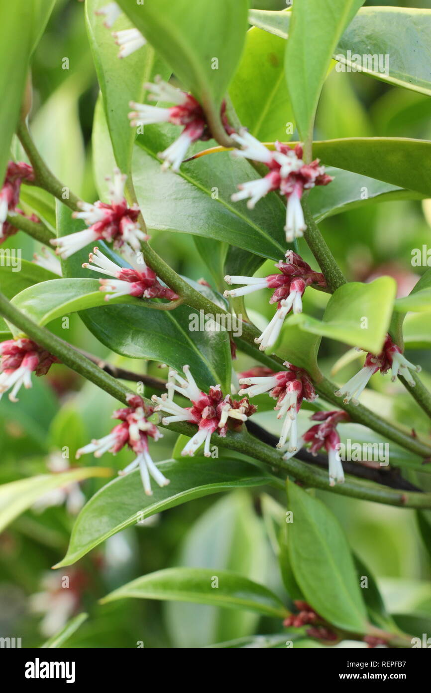 Sarcococca orientalis. Rosa gefärbten duftenden Blumen von SArcococca süße Box blühen in einem Wintergarten, Großbritannien Stockfoto